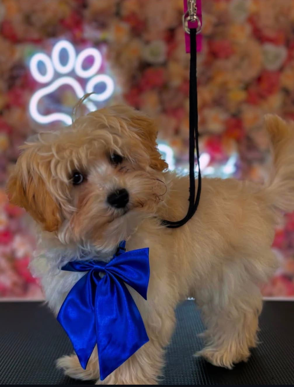 Hond bij Trimsalon Pawfect