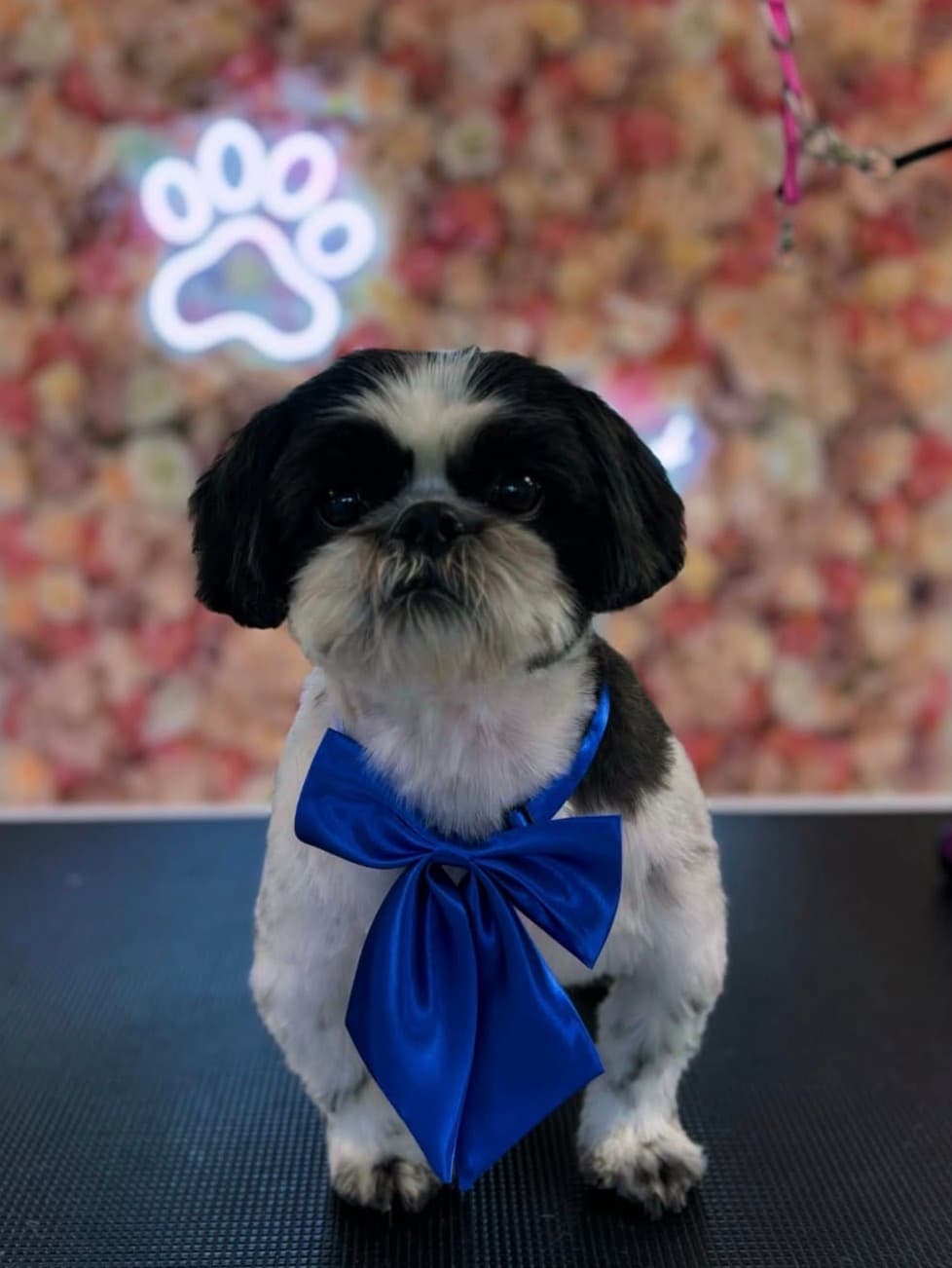 Hond bij Trimsalon Pawfect
